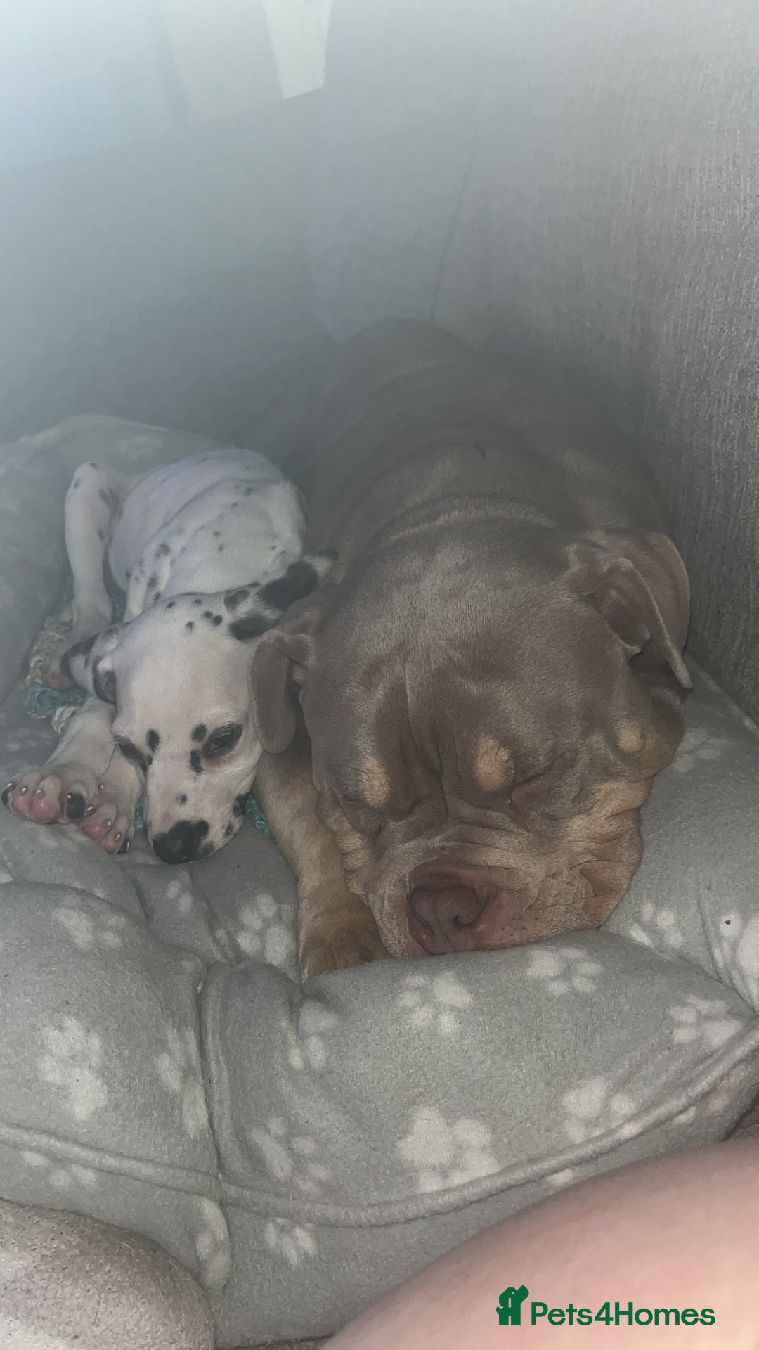 Mixed Breed dogs for sale: 3 dogs for sale! - Image 13