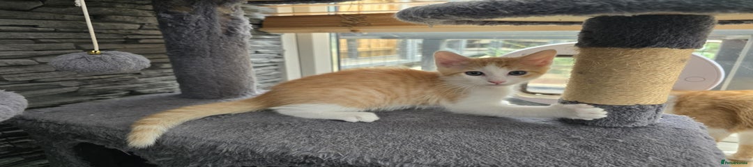 Mixed Breed Kitten 1
