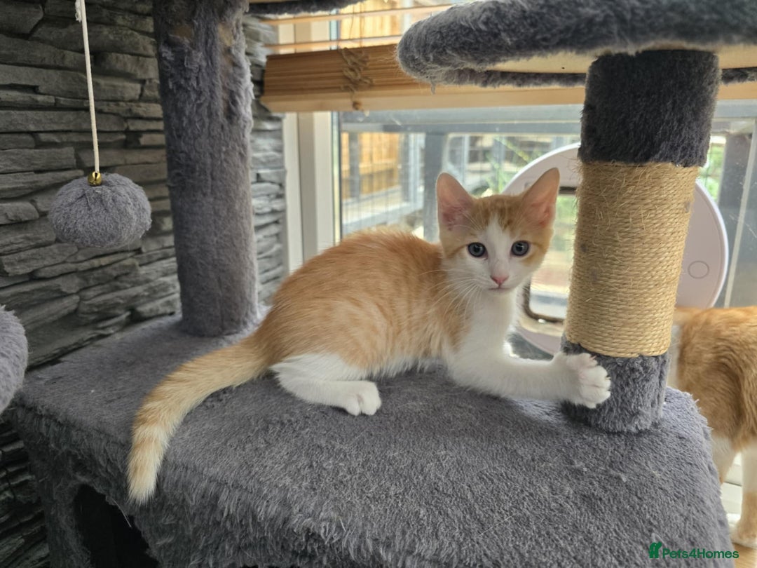 Mixed Breed cats for sale: Beautiful kittens - Image 14