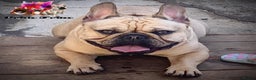 French Bulldog dogs for stud: Quality stud quad carrier in Chigwell - Advert 1