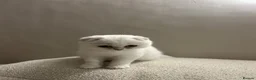 Scottish Fold cats for sale: White Scottish Fold Blue eyes - Advert 5