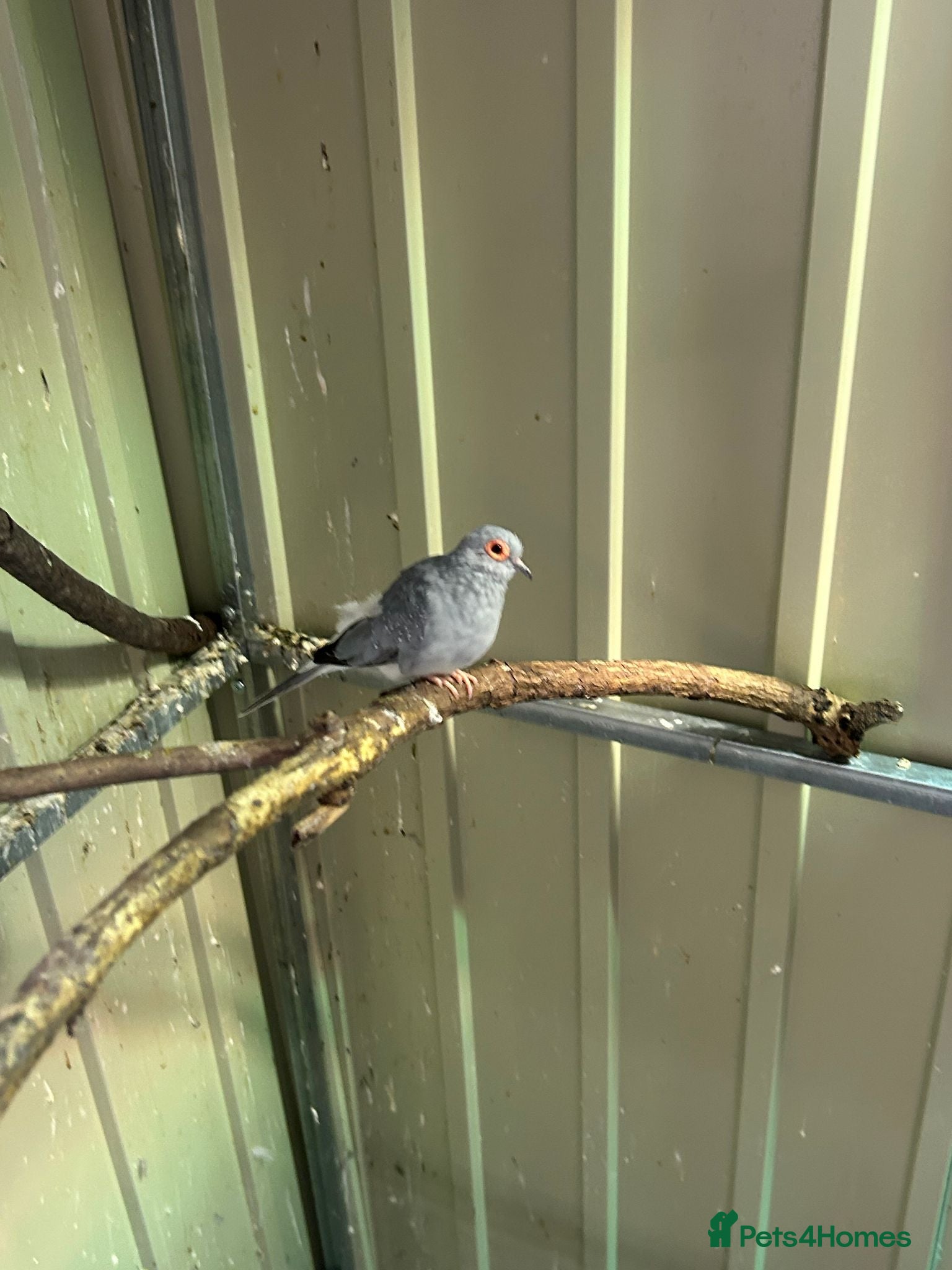 Doves birds 2 x Diamond Doves (male) free to good home - Advert 1
