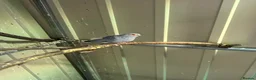 Doves birds for sale: 2 x Diamond Doves (male) free to good home in Bristol - Advert 1