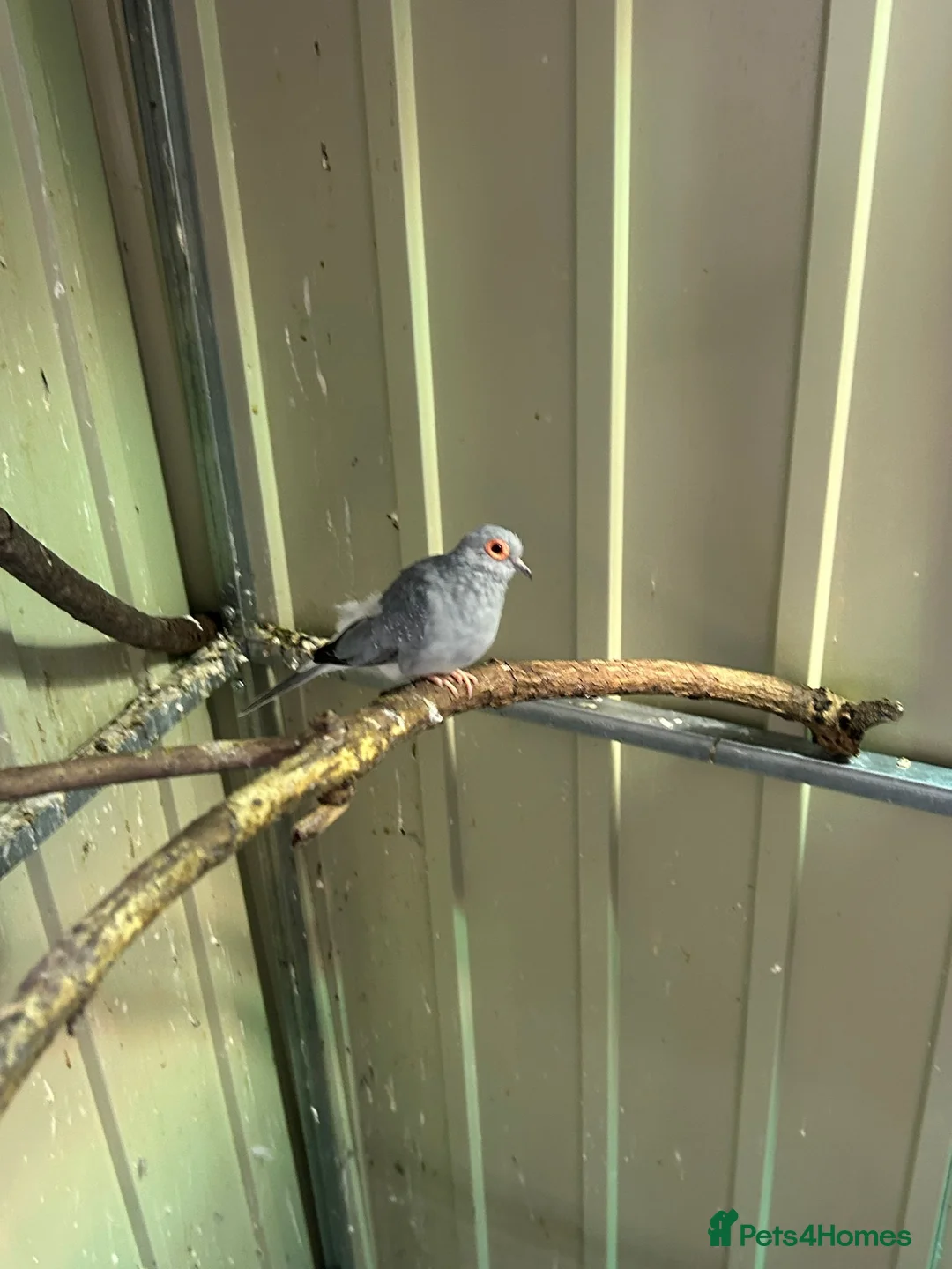 Doves birds for sale: 2 x Diamond Doves (male) free to good home in Bristol - Advert 1