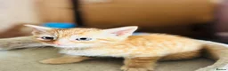 Mixed Breed cats for sale: Beautiful Kittens 🐱!!! - Advert 8