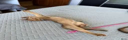 Abyssinian cats for sale: Abyssinian kittens  - Advert 15