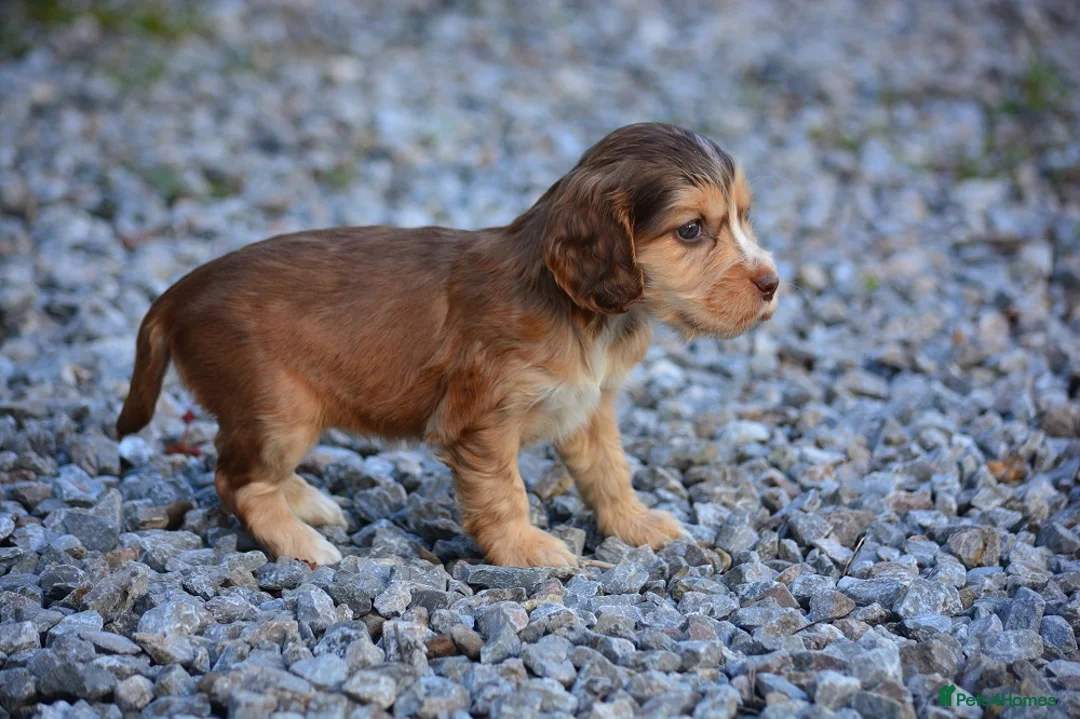 Cocker Spaniel dogs for sale: 5 Sable Cocker Spaniel Puppies - Advert 6