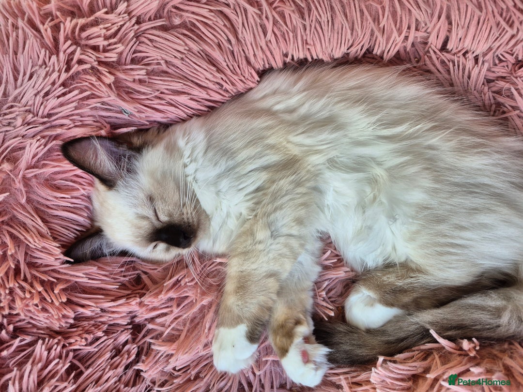 Ragdoll cats for sale: Ragdoll Kitten Re-listed - Image 3