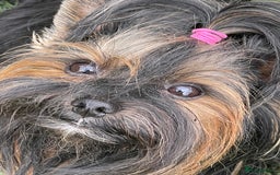 Yorkshire Terrier dogs for sale: 🥰🥰Yorkshire Terrier black tan🐶🐶 - Image 15
