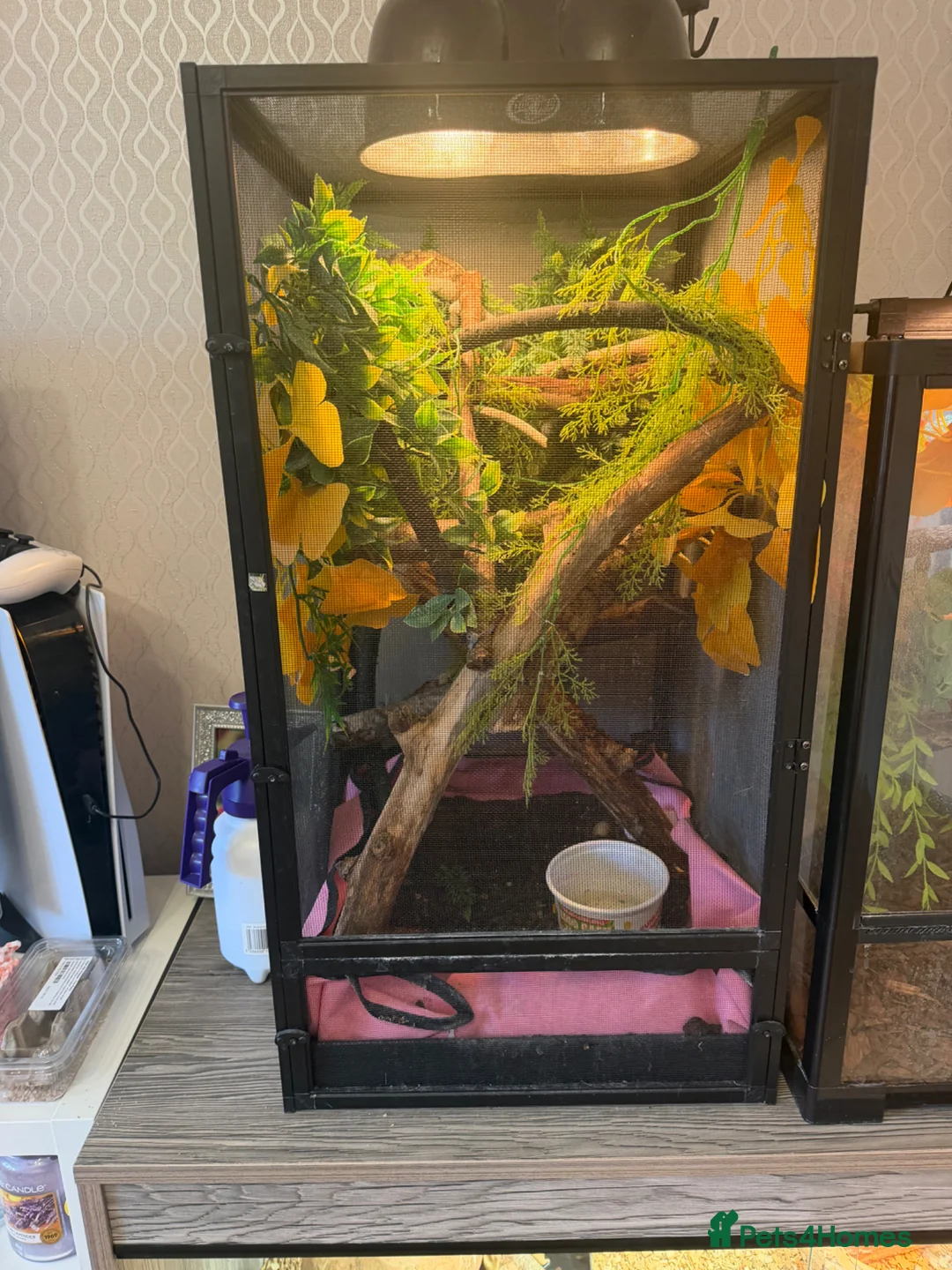 Chameleon reptiles for sale: Panther chameleon female - Advert 7