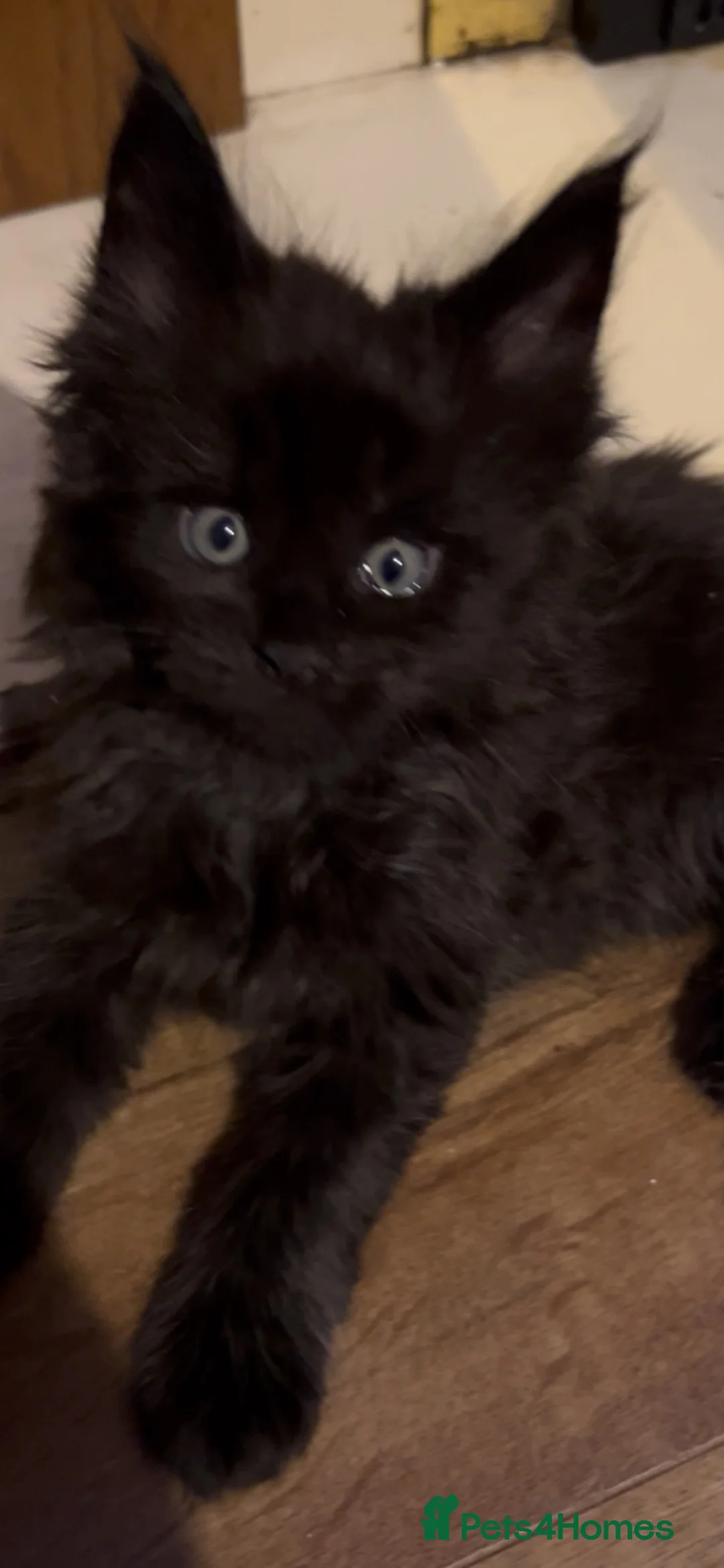 Maine Coon cats for sale: 8 Beautiful mainecoon kittens  - Advert 1