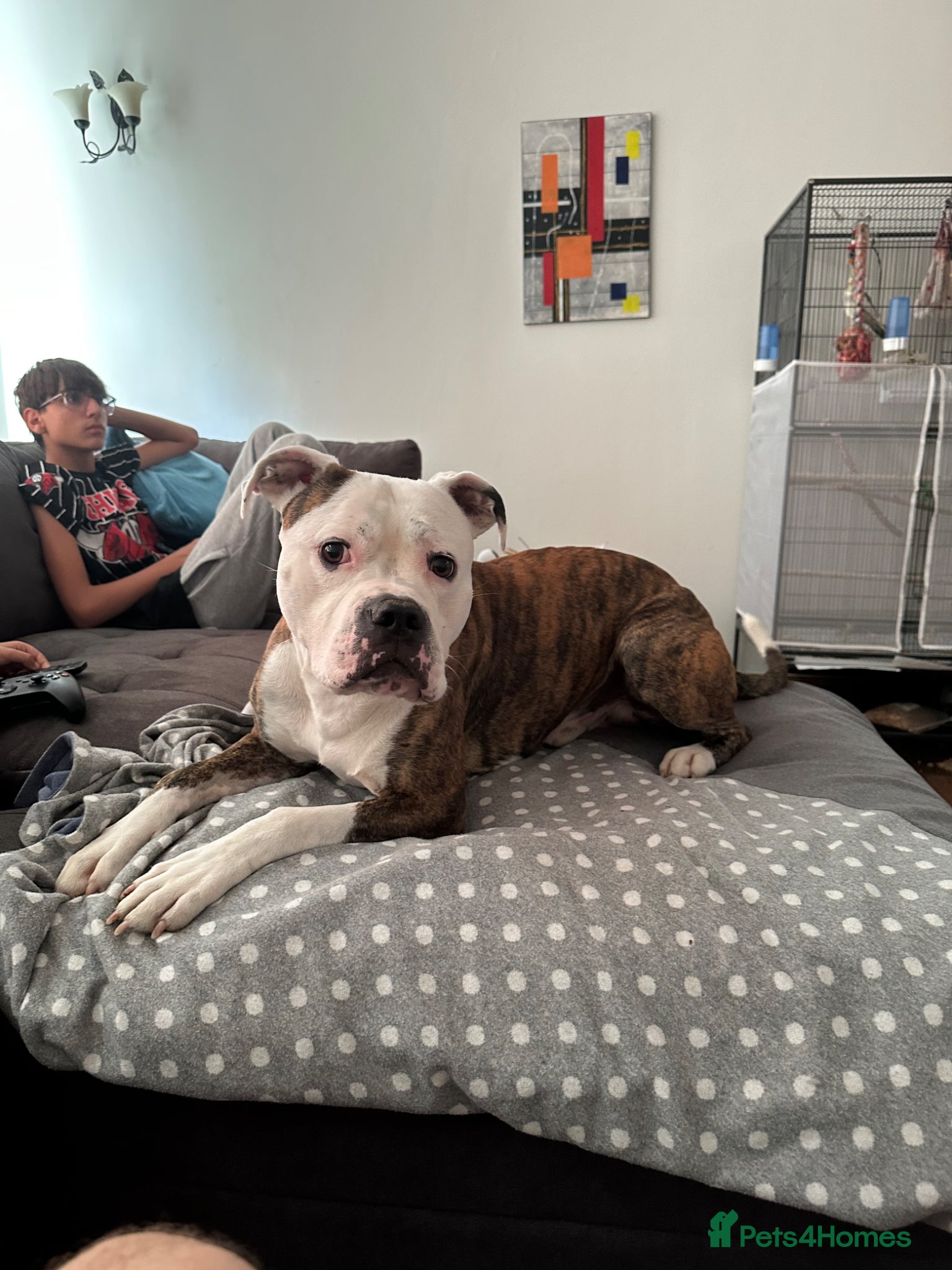 Mixed Breed dogs American Bulldog x Staffie Stud - Advert 1
