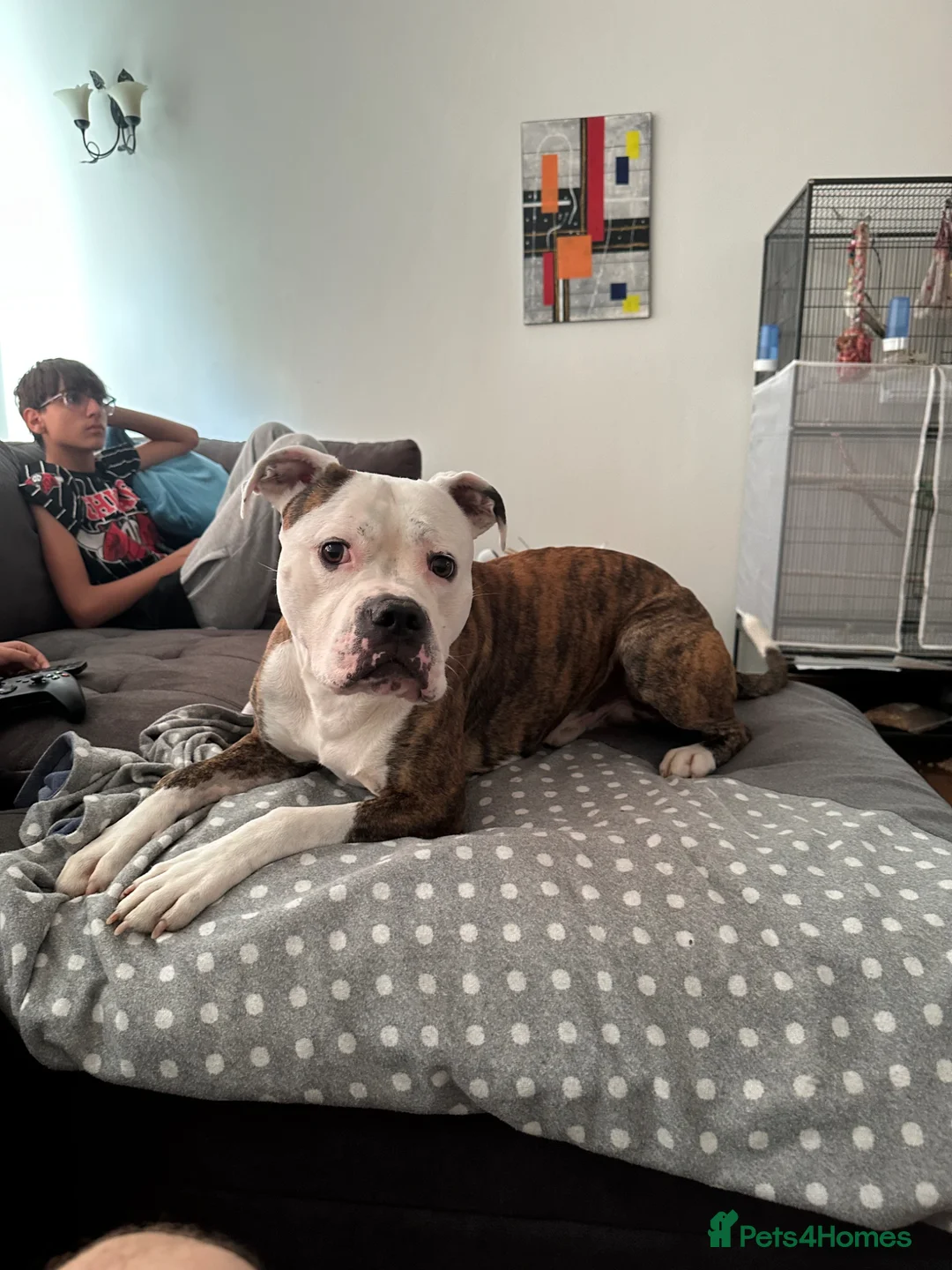 Mixed Breed dogs for stud: American Bulldog x Staffie Stud in Newport - Advert 1