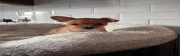 Pomchi dogs for sale: Pomchi puppies - Advert 3