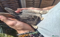 Mini Lion Lop rabbits for sale: Beautiful Blue Otter Mini Lionlops - Image 5