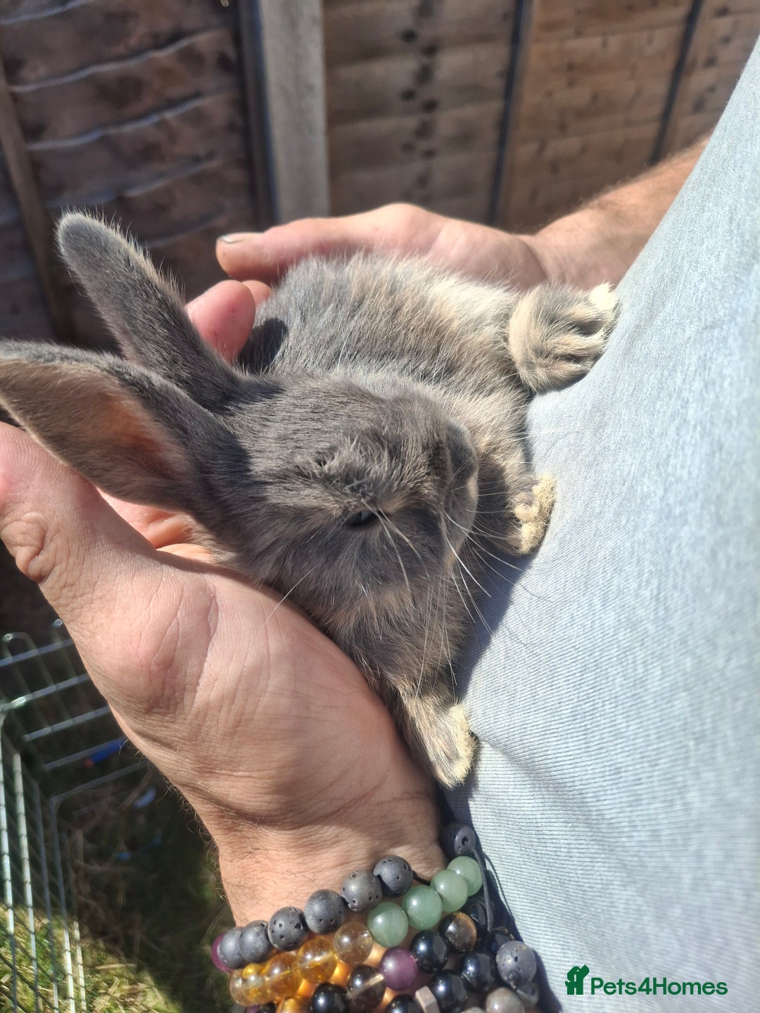 Mini Lion Lop rabbits for sale: Beautiful Blue Otter Mini Lionlops - Image 5