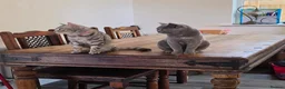 Mixed Breed cats for sale: Bengal cross and British short haired  - Advert 2