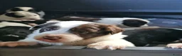 Mixed Breed dogs for sale: Handsome Black/white and brown/white boy puppies - Advert 1
