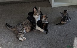 Mixed Breed cats for sale: 7 Adorable Tabby, Black, and Tortishell Kittens. - Image 11