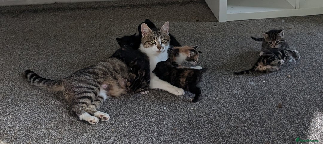 Mixed Breed cats for sale: 7 Adorable Tabby, Black, and Tortishell Kittens. - Image 11