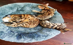 Bengal cats for sale: 🔥The Cutest Bengals in the UK? Come See 😺 🐾 - Image 7