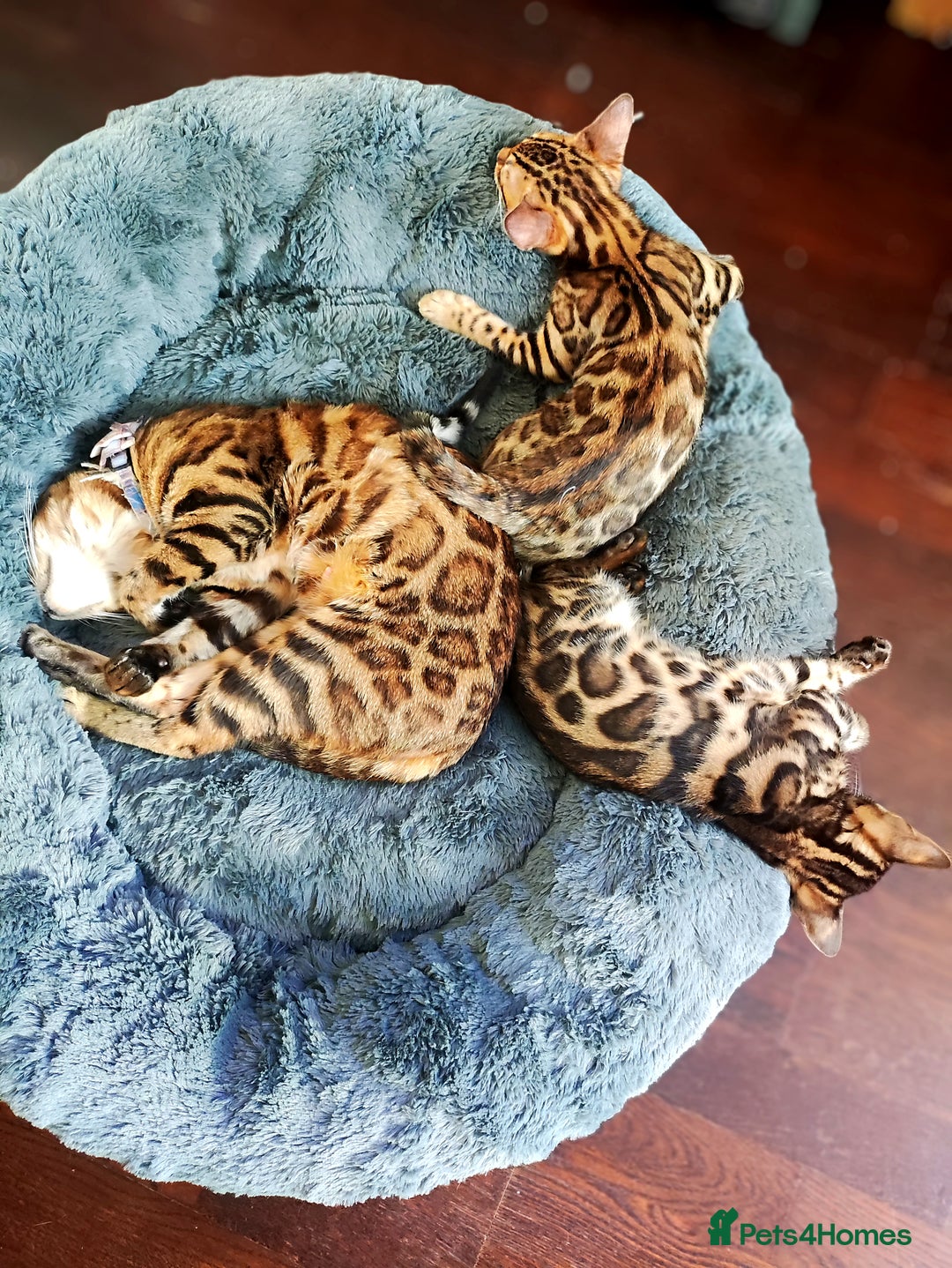 Bengal cats for sale: 🔥The Cutest Bengals in the UK? Come See 😺 🐾 - Image 7