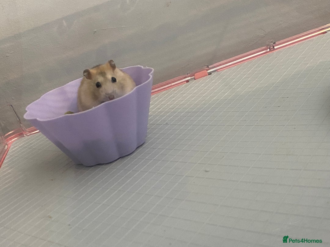 Hamster rodents for sale: Russian dwarf hamster - Image 3