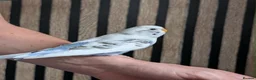 Budgerigars birds for sale: Budgie chicks  in Milton Keynes - Advert 5
