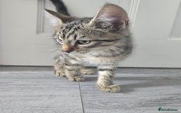 Mixed Breed cats for sale: 3 Beautiful Male Tabbies for Sale - Image 6