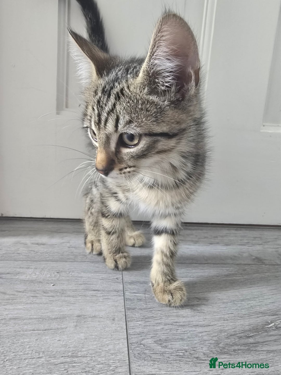 Mixed Breed cats for sale: 3 Beautiful Male Tabbies for Sale - Image 6