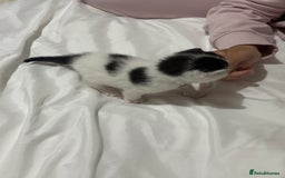 Mixed Breed cats for sale: 3 beautiful kittens - Dalmatian style  - Image 3