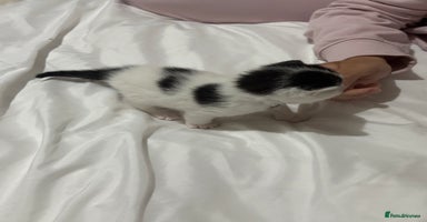 Mixed Breed cats - Advert 1