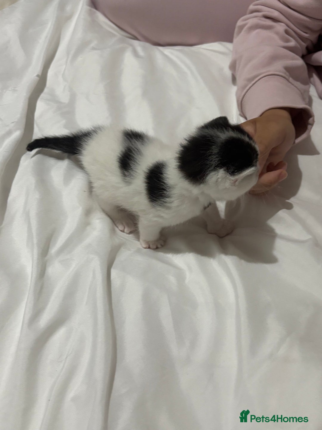 Mixed Breed cats for sale: 3 beautiful kittens - Dalmatian style  - Image 3