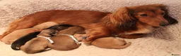 Miniature Dachshund dogs for sale: 5*Licensed+CREAM+LONGHAIR+Kc+PRACLEAR+VetChecked - Advert 4