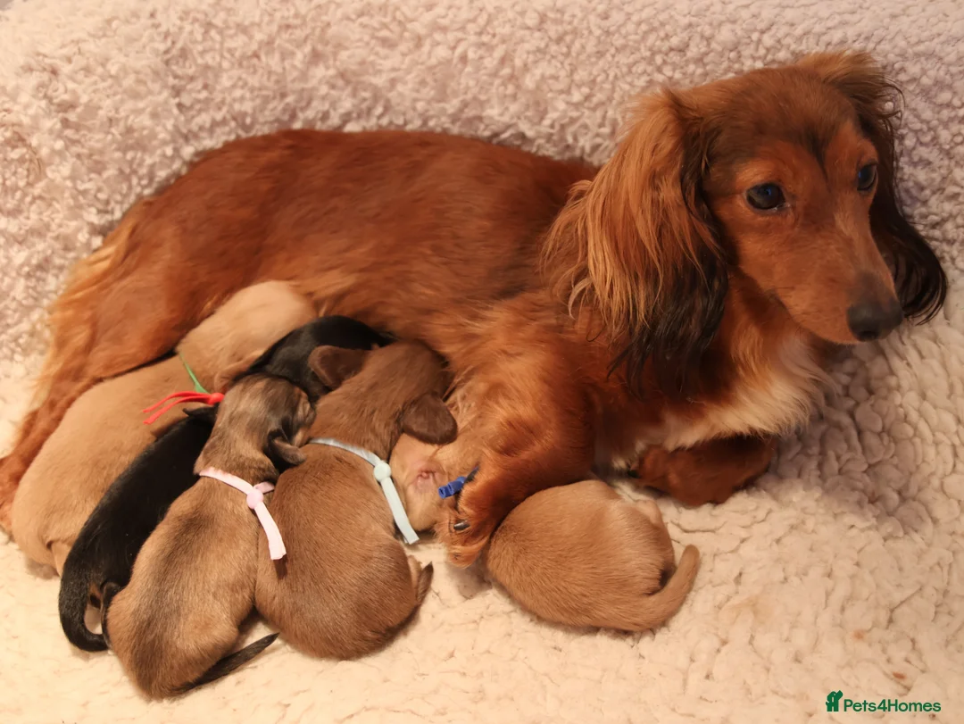 Miniature Dachshund dogs for sale: 5*Licensed+CREAM+LONGHAIR+Kc+PRACLEAR+VetChecked - Advert 4
