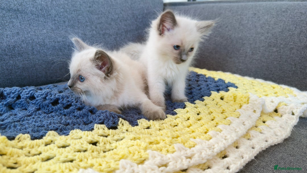 Ragdoll cats for sale: GCCF SEALPOINT RAGDOLL KITTENS - Image 21