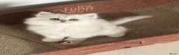 Persian cats for sale: Persian Kittens  - Advert 1