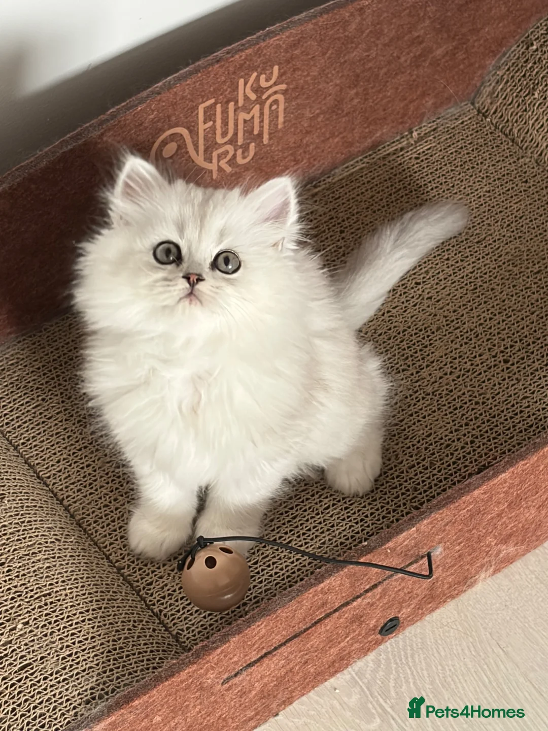 Persian cats for sale: Persian Kittens  - Advert 1