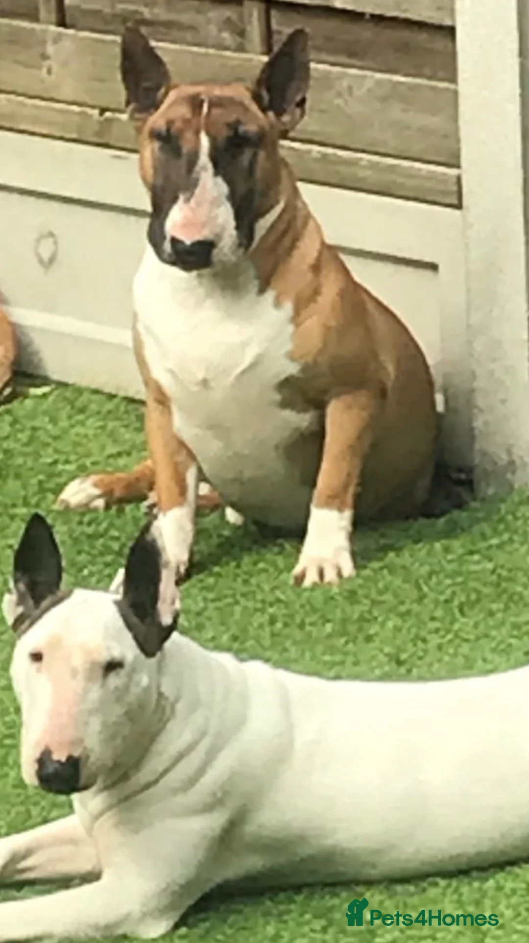 English Bull Terrier dogs for sale: One Boy KC reg English Bull Terrier Pup in Witham - Advert 10