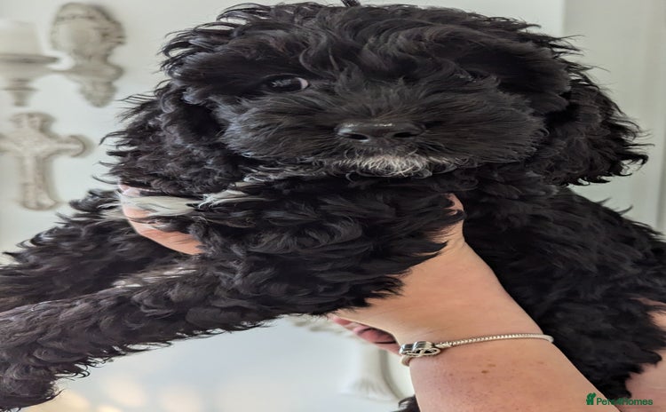 Cockapoo dogs - Advert 1