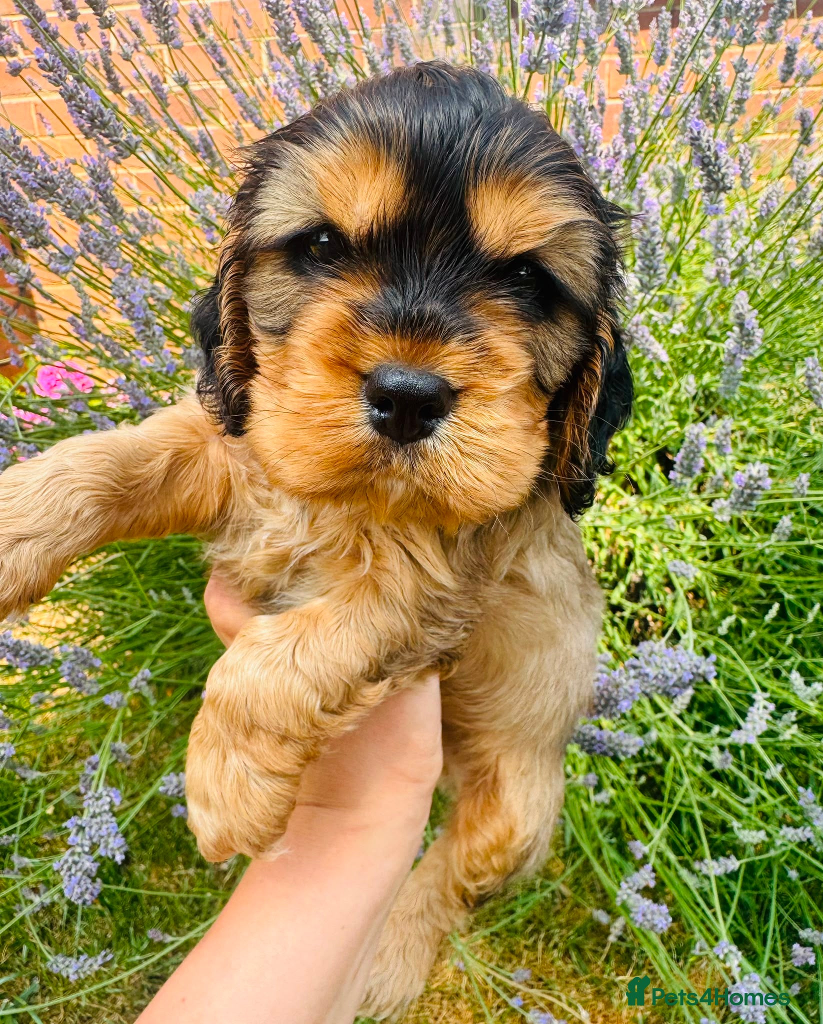 Cocker Spaniel dogs Beautiful cocker spaniels puppies 💙❤️ - Advert 1