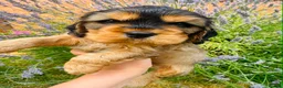 Cocker Spaniel dogs for sale: Beautiful cocker spaniels puppies 💙❤️ - Advert 1