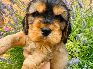 Cocker Spaniel dogs Beautiful kc cocker spaniels puppies 💙❤️ - Advert 2