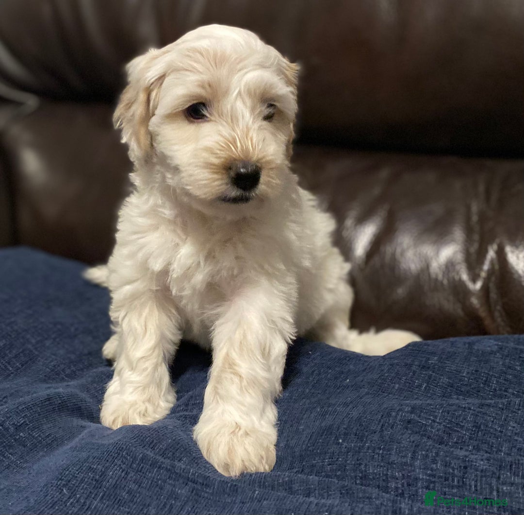 Cockapoo dogs for sale: Beautiful cockapoo puppy’s  - Image 17