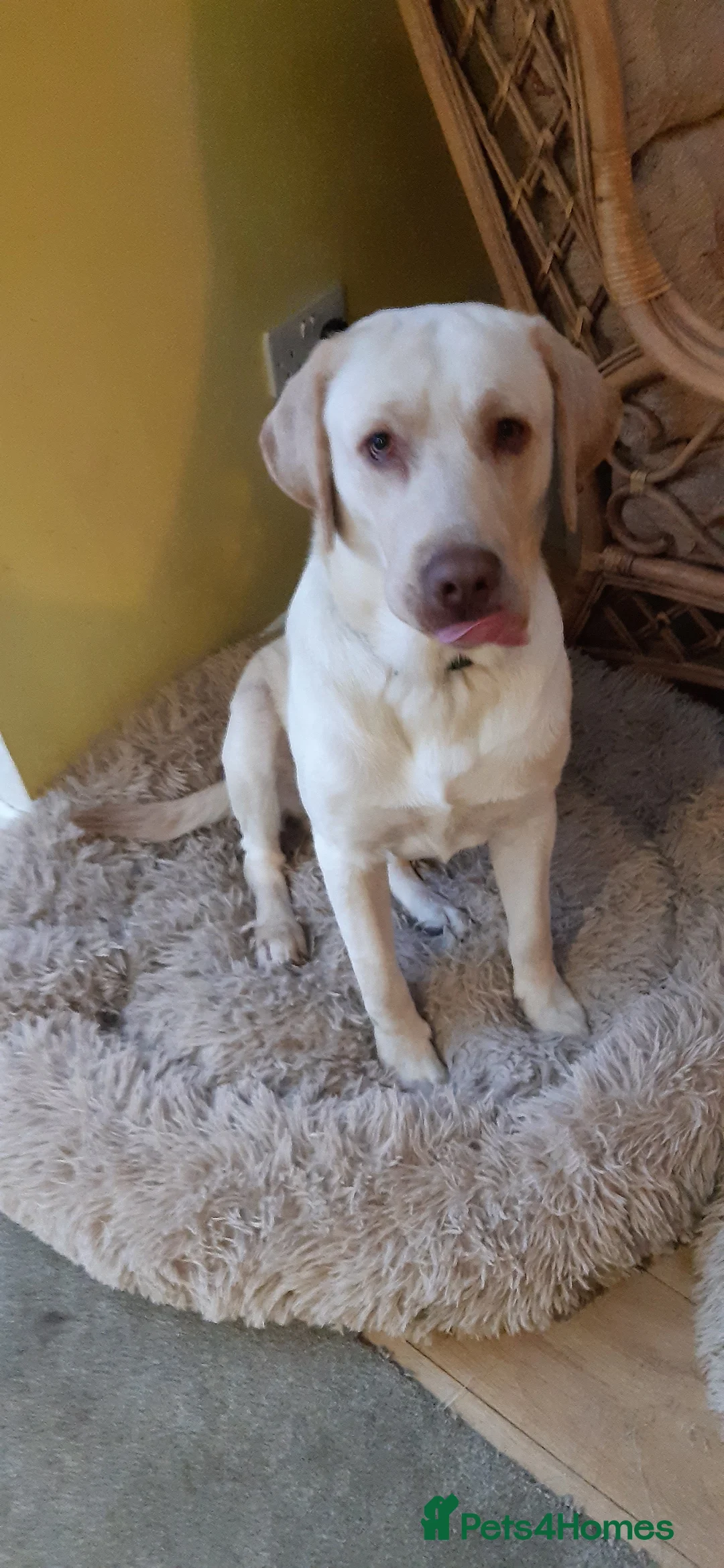 Labrador Retriever dogs for sale: Male Labrador Retiever 12 months - Advert 3