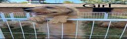 Labradoodle dogs for sale: Adorable Small Labradoodle Puppies - Advert 6