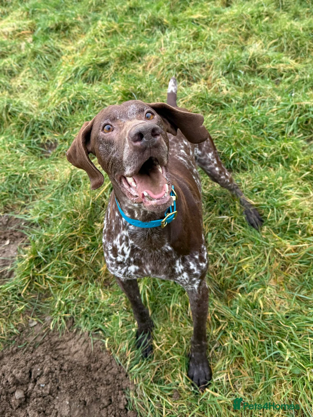 German Shorthaired Pointer dogs for sale: KC German Shorthaired Pointer Puppies - Advert 29