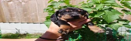 Dachshund dogs for sale: Dapple Dachshund in Hyde - Advert 4