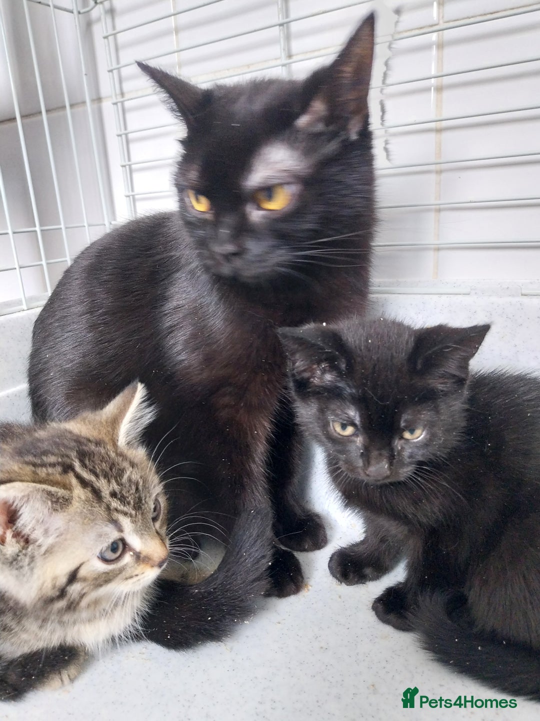 British Shorthair cats for sale: BBSH +British tabby shorthair in Manchester - Image 10