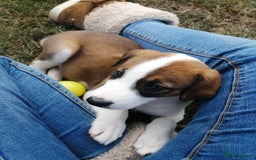 Mixed Breed dogs for sale: Beautiful lurcher puppies - Image 5